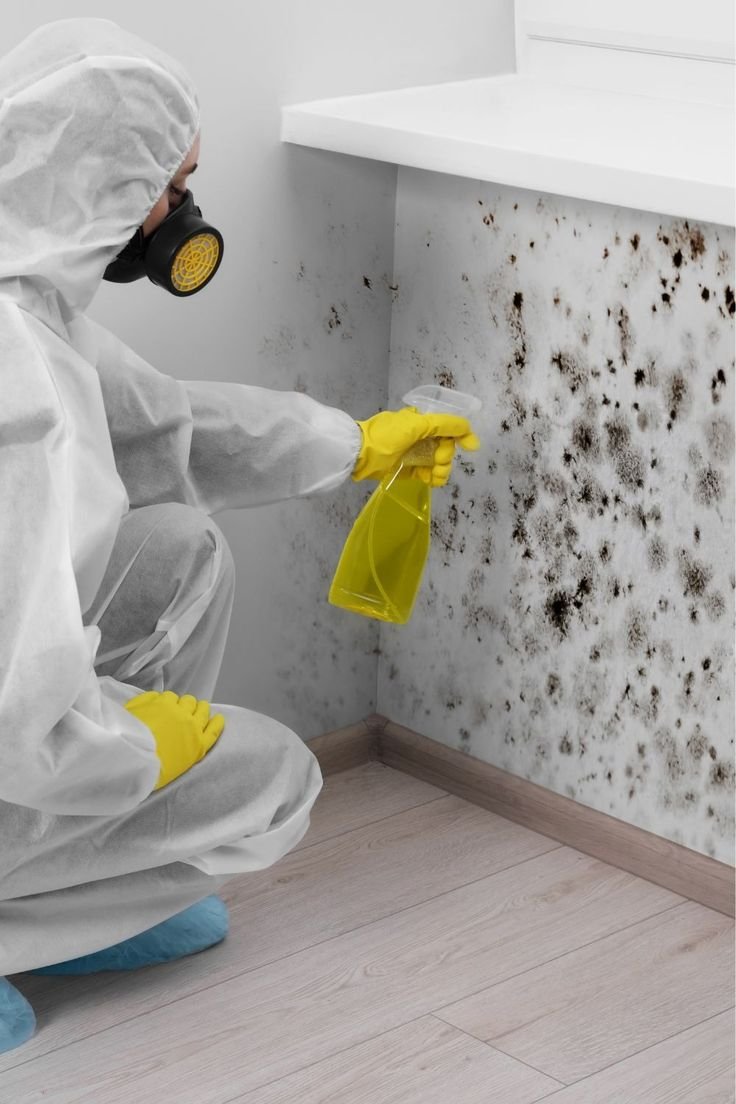 mold clean up service millcreek