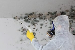 Mold Remediation in Bothell, Wa