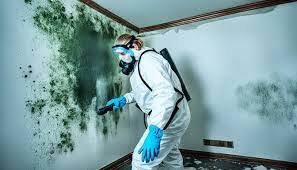 Mold Removal in Mill Duvall