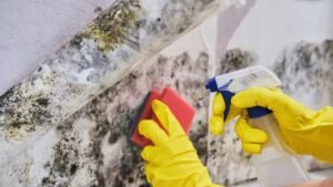 Mold Remediation in Duvall, WA